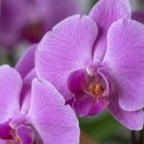 Vaso de Orquídea Phalaenopsis Lilás