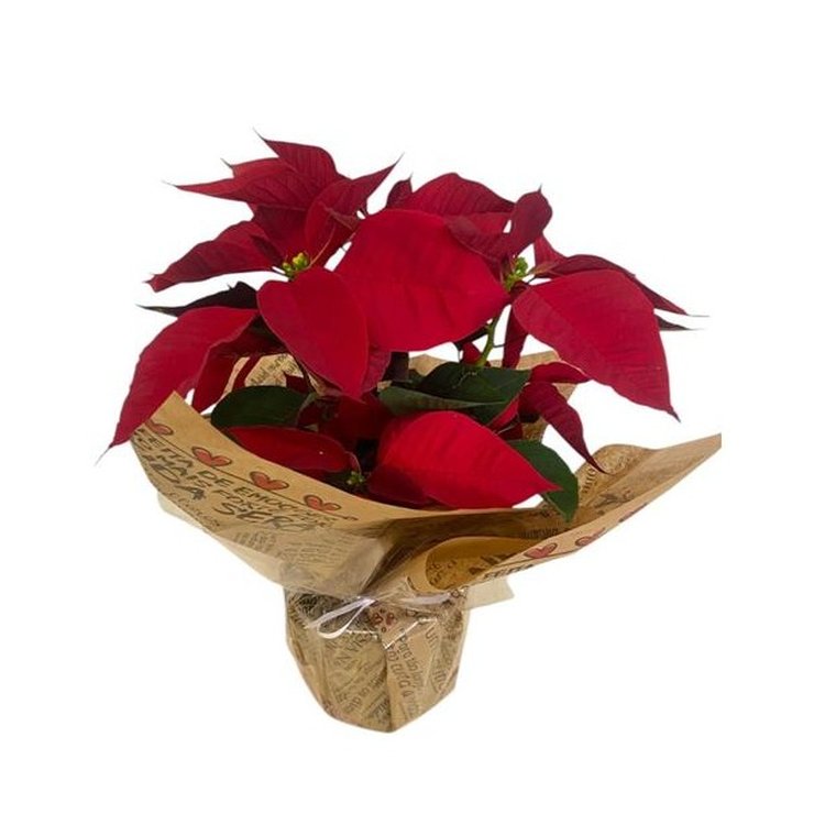 Vaso de Bico de Papagaio Plantado