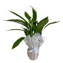 Vaso de Lírio da Paz