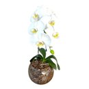 Orquídea Phalaenopsis Branca No Terrário