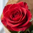 Buquê 6 Rosas Colombianas