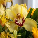Buquê Orquídea Dos Sonhos Amarelo