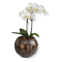 Terrário de Vidro de Mini Orquídea Phalaenopsis Branca