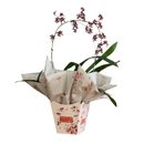 Vaso de Orquídea Chocolate no Cachepô