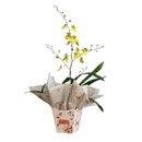 Vaso de Orquídea Chuva de Ouro