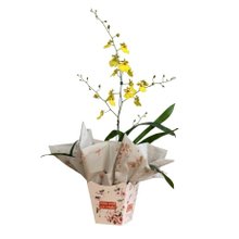 Vaso de Orquídea Chuva de Ouro