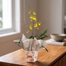 Vaso de Orquídea Chuva de Ouro