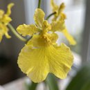 Vaso de Orquídea Chuva de Ouro