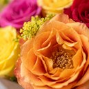 Lindo Buquê de 7 Rosas Coloridas com Tango