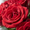 Lindo Buquê de 7 Rosas Vermelhas com Tango