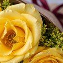 Lindo Buquê de 7 Rosas Amarelas com Tango