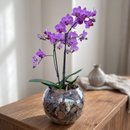 Terrário de Vidro de Mini Orquídea Phalaenopsis Pink