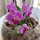 Terrário de Vidro de Mini Orquídea Phalaenopsis Pink