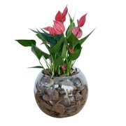 Terrário de Vidro de Mini Antúrio