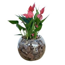 Terrário de Vidro de Mini Antúrio