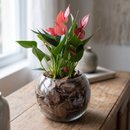 Terrário de Vidro de Mini Antúrio
