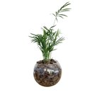 Terrário de Vidro de Mini Palmeira Chamaedorea