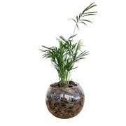 Terrário de Vidro de Mini Palmeira Chamaedorea