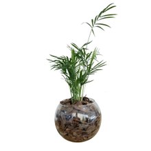 Terrário de Vidro de Mini Palmeira Chamaedorea