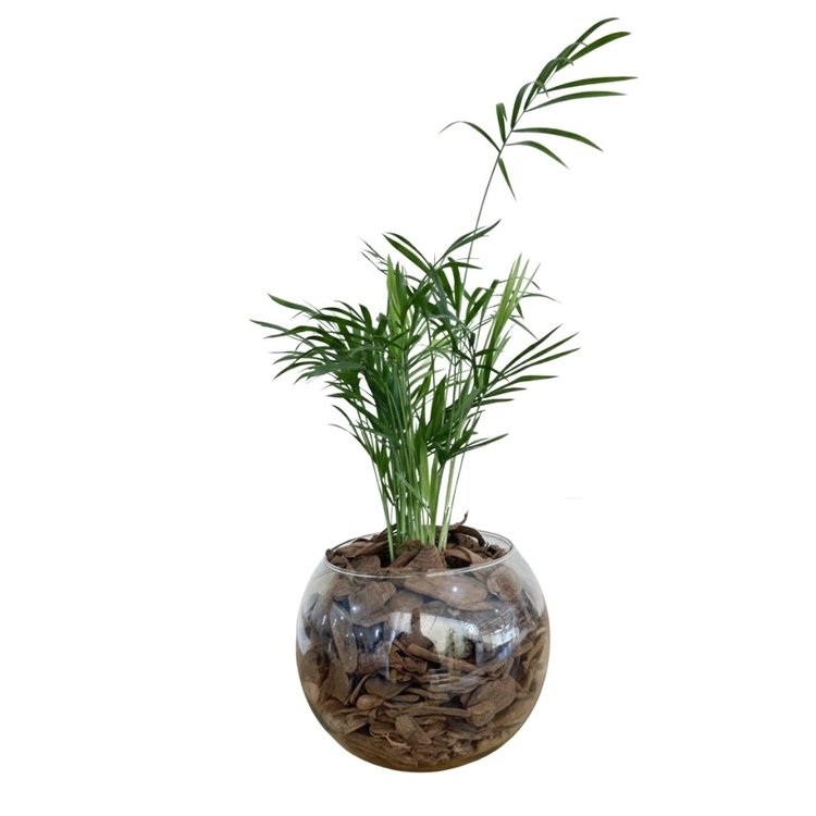 Terrário de Vidro de Mini Palmeira Chamaedorea