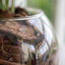 Terrário de Vidro de Mini Palmeira Chamaedorea