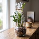 Terrário de Vidro de Mini Zamioculca