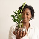Terrário de Vidro de Mini Zamioculca