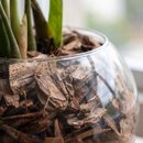 Terrário de Vidro de Mini Zamioculca