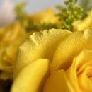 17 Rosas Amarelas com Tango