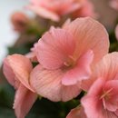 Begônia Rosa Cone