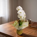Orquídea Branca Phaleanopsis 