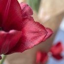 Tulipa Natural no Vaso