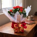 Calandiva Mini 