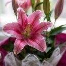 Lírio Rosa Embalado