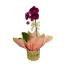Orquídea Rosa Phaleanopsis