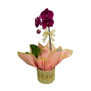 Orquídea Rosa Phaleanopsis