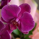 Orquídea Rosa Phaleanopsis