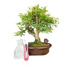 Bonsai Calliandra Branca 5 anos - Kit