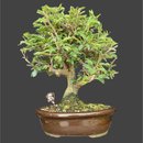 Bonsai Calliandra Branca 5 anos - Kit