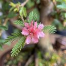 Bonsai Calliandra Branca 5 anos - Kit