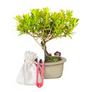 Bonsai Cereja Anã 3 anos - Kit