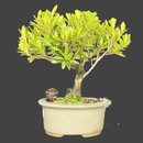 Bonsai Cereja Anã 3 anos - Kit