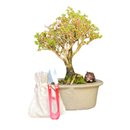 Bonsai Serissa Rosa 3 anos - Kit