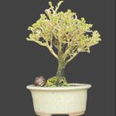 Bonsai Serissa Rosa 3 anos - Kit