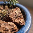 Bonsai Junípero Shimpaku 2 anos - Kit