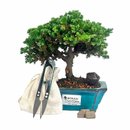 Bonsai Procumbens 3 anos - Kit