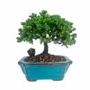 Bonsai Procumbens 3 anos - Kit