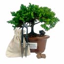 Bonsai Procumbens 3 anos - Kit