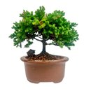 Bonsai Procumbens 3 anos - Kit