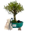 Kit Bonsai Serissa Rosa 5 anos